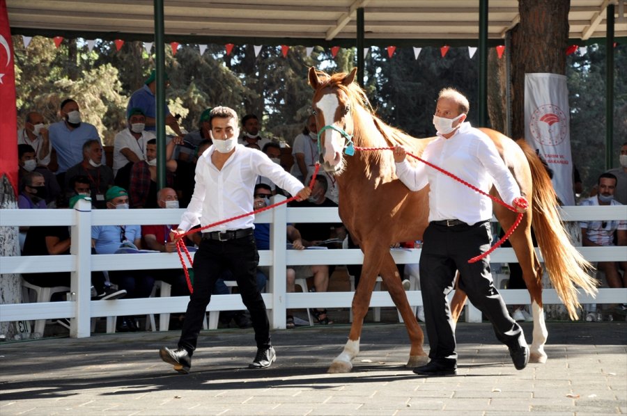 Safkan Arap Taylarının Satışından 6,6 Milyon Lira Gelir Elde Edildi