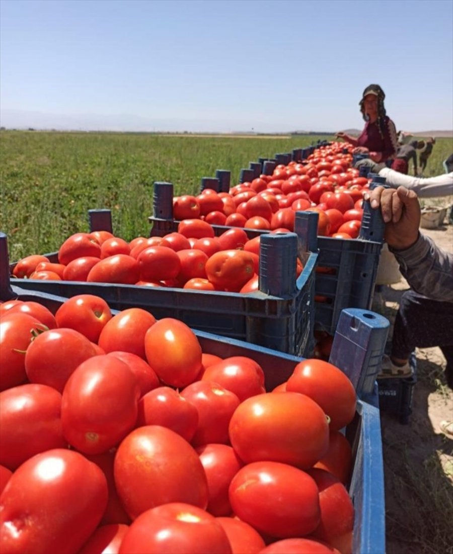 Tarım Kredi 85 Bin Ton Salçalık Domates Alımına Başladı