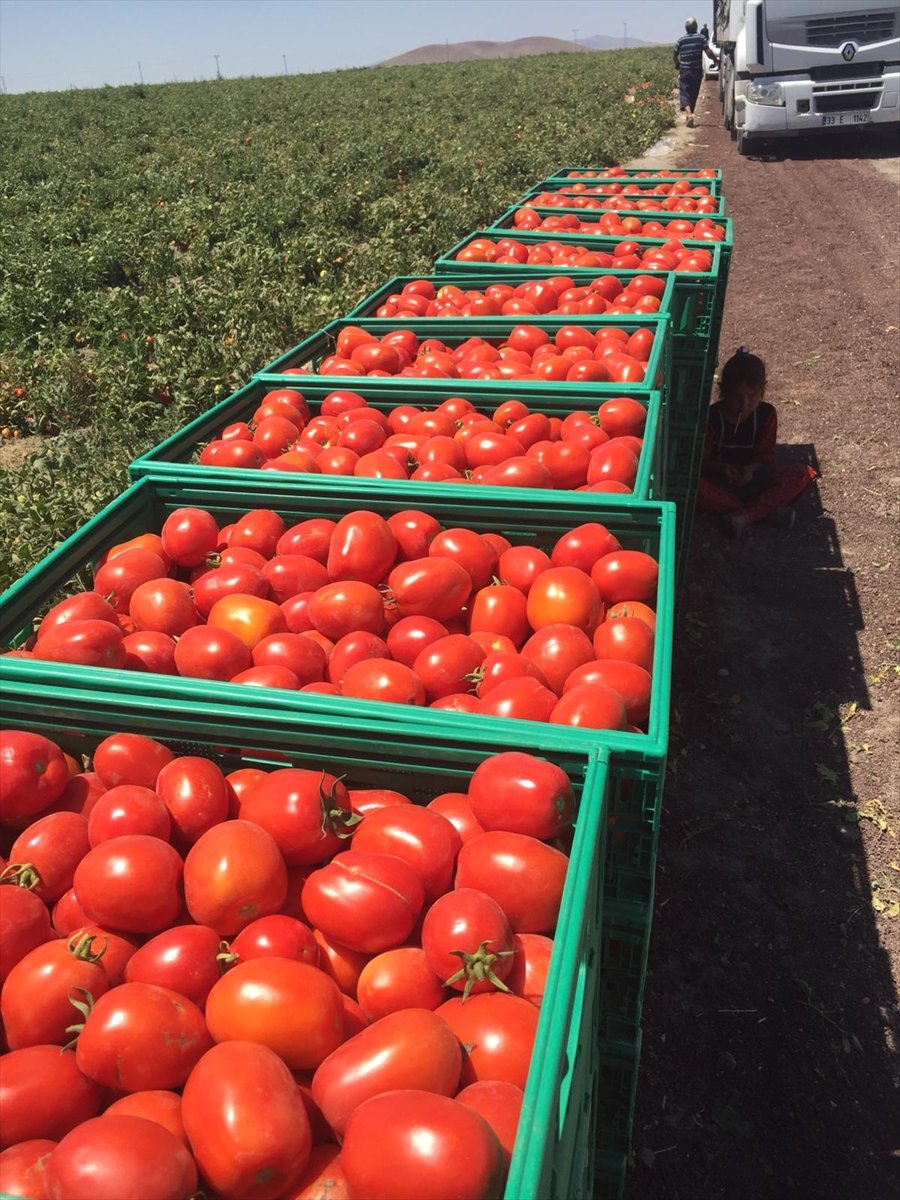 Tarım Kredi 85 Bin Ton Salçalık Domates Alımına Başladı