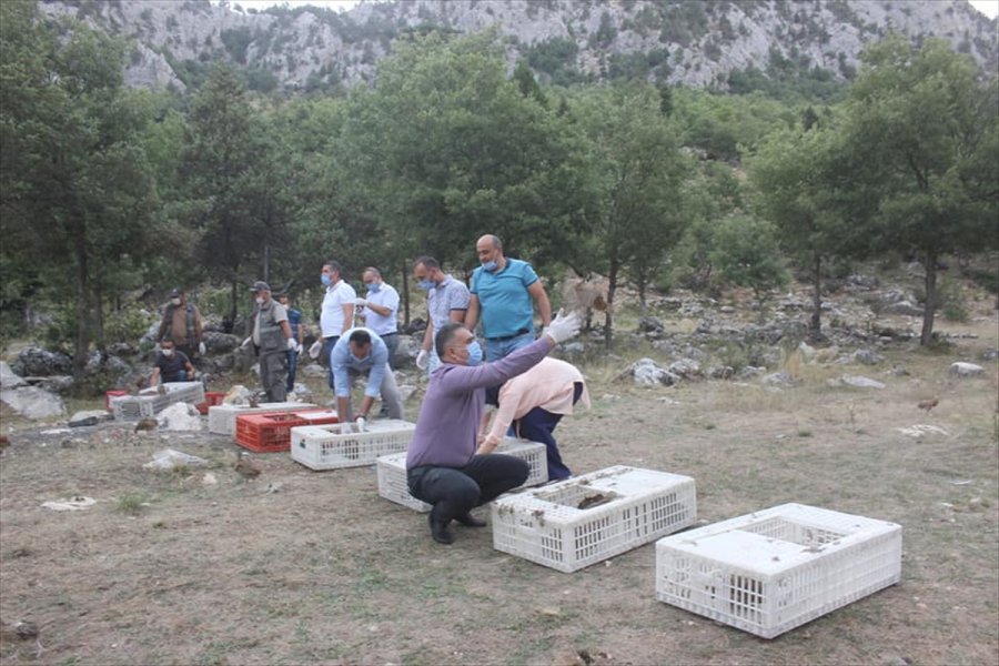 Derebucak'ta 500 Sülün Doğayla Buluşturuldu
