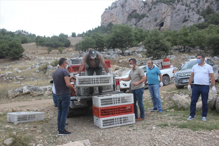 Derebucak'ta 500 Sülün Doğayla Buluşturuldu
