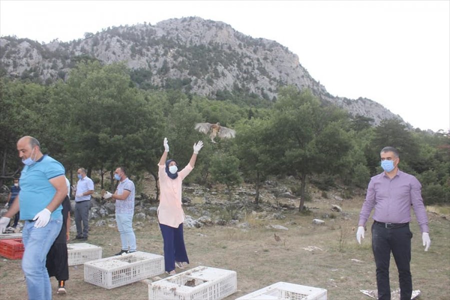 Derebucak'ta 500 Sülün Doğayla Buluşturuldu