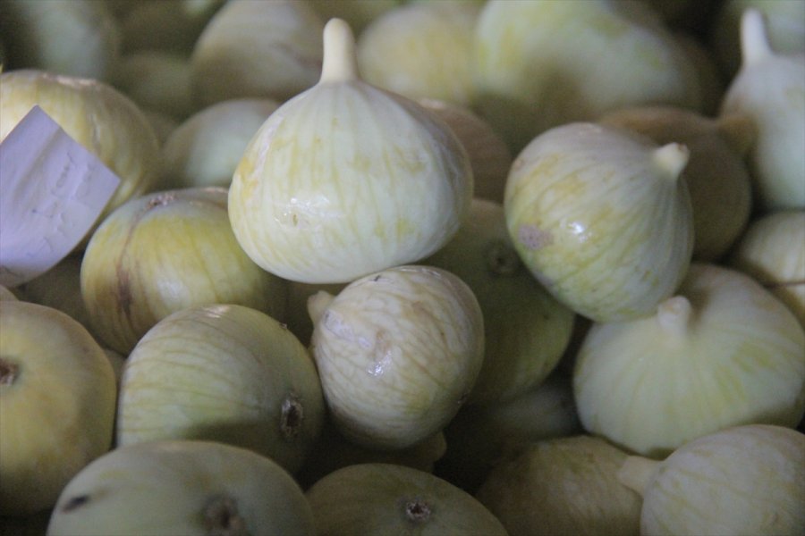 Mersin'de Beyaz İncir Hasadına Başlandı