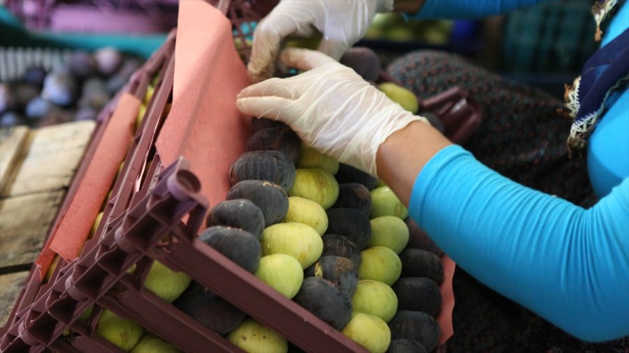 Mersin'de Beyaz İncir Hasadına Başlandı