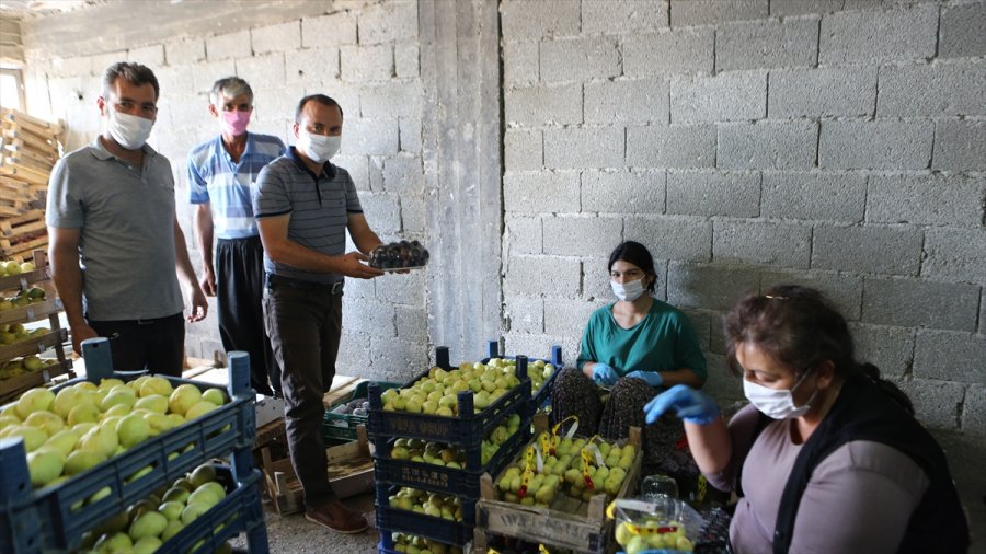 Mersin'de Beyaz İncir Hasadına Başlandı