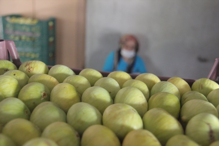 Mersin'de Beyaz İncir Hasadına Başlandı