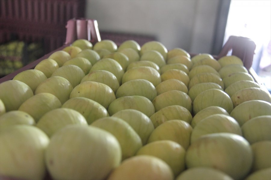 Mersin'de Beyaz İncir Hasadına Başlandı