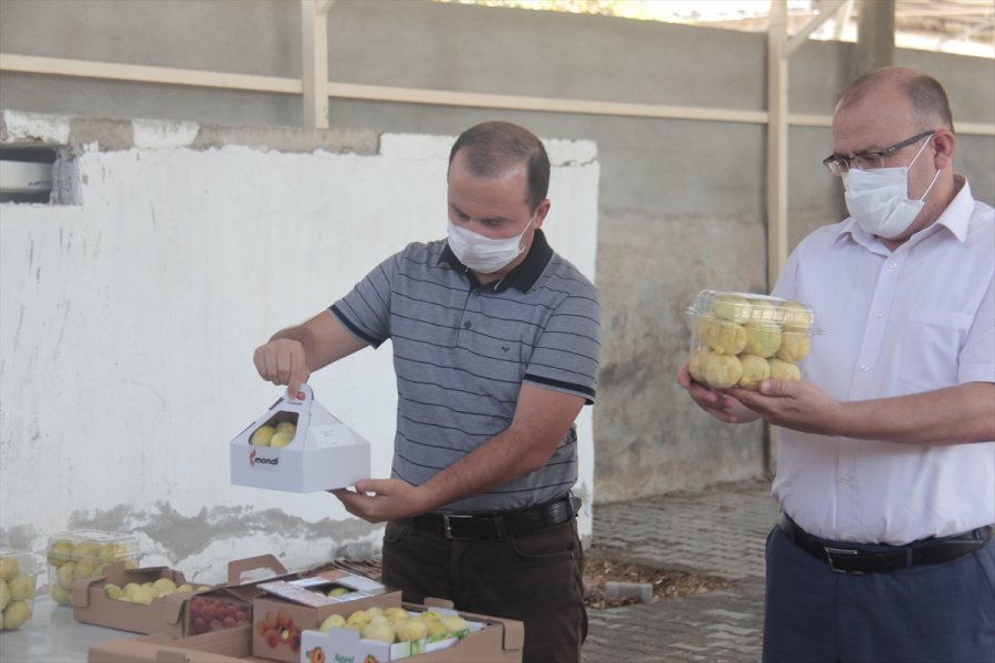 Mersin'de Beyaz İncir Hasadına Başlandı