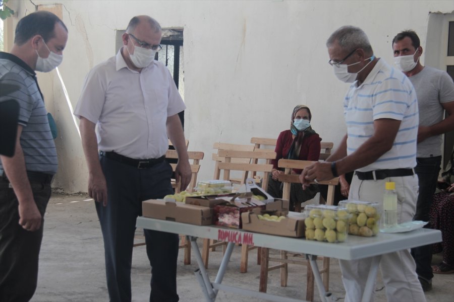 Mersin'de Beyaz İncir Hasadına Başlandı