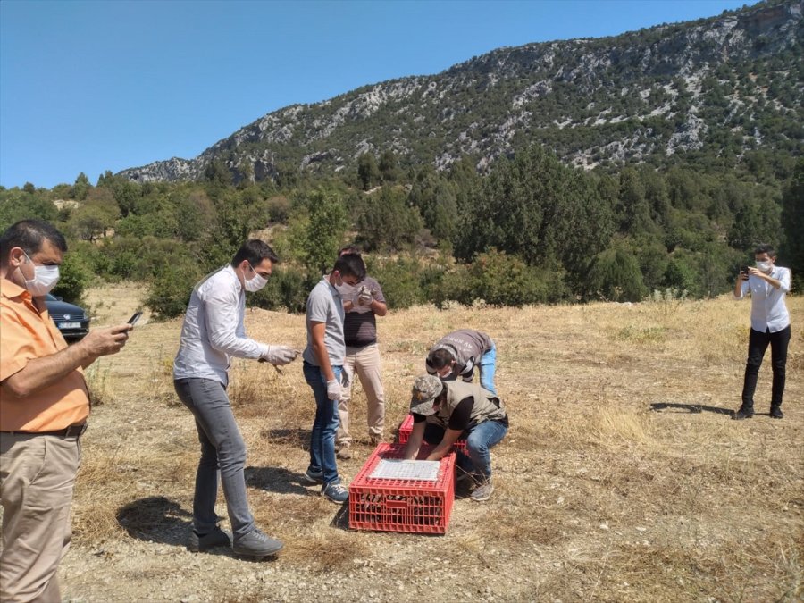 Antalya'da 200 Kınalı Keklik Doğaya Salındı