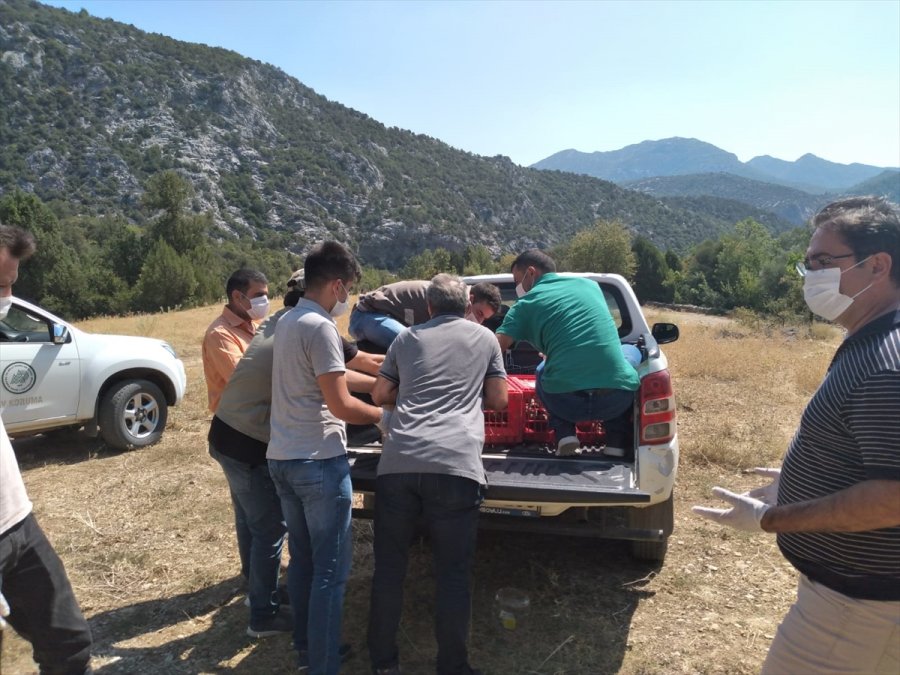 Antalya'da 200 Kınalı Keklik Doğaya Salındı