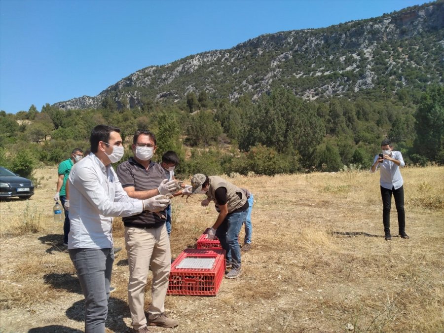 Antalya'da 200 Kınalı Keklik Doğaya Salındı