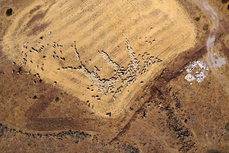 Kooperatif Kredisiyle Koyun Alıp Sürü Sahibi Oldu