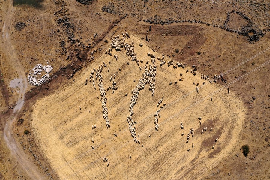 Kooperatif Kredisiyle Koyun Alıp Sürü Sahibi Oldu