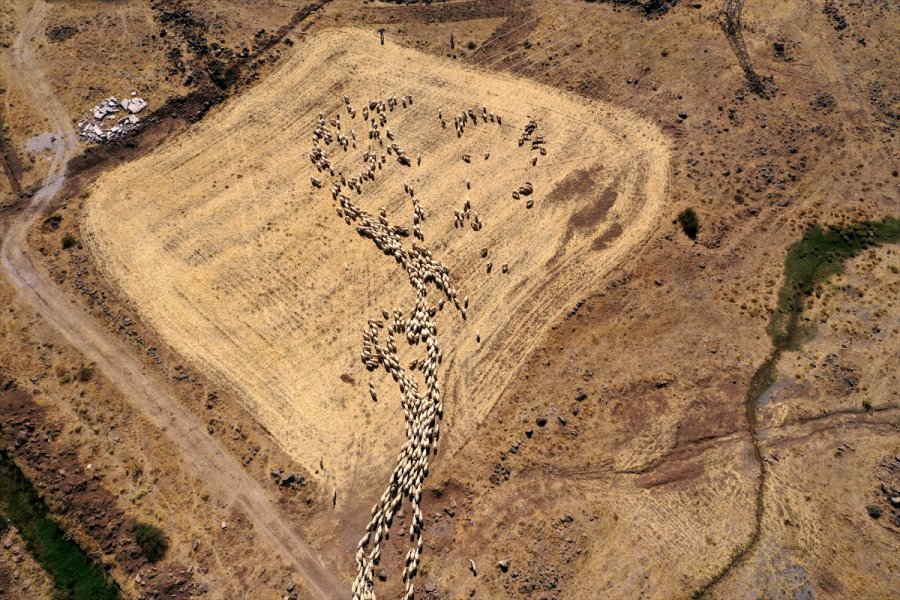 Kooperatif Kredisiyle Koyun Alıp Sürü Sahibi Oldu