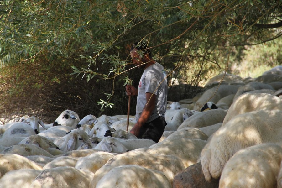 Kooperatif Kredisiyle Koyun Alıp Sürü Sahibi Oldu