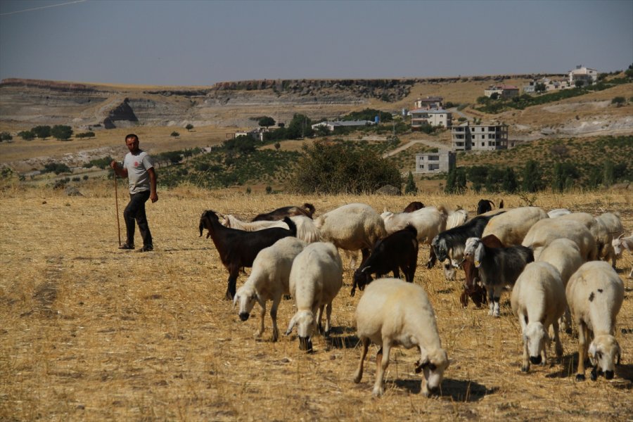 Kooperatif Kredisiyle Koyun Alıp Sürü Sahibi Oldu