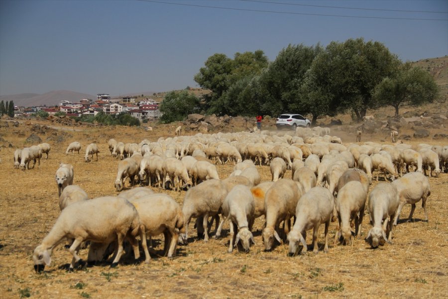 Kooperatif Kredisiyle Koyun Alıp Sürü Sahibi Oldu