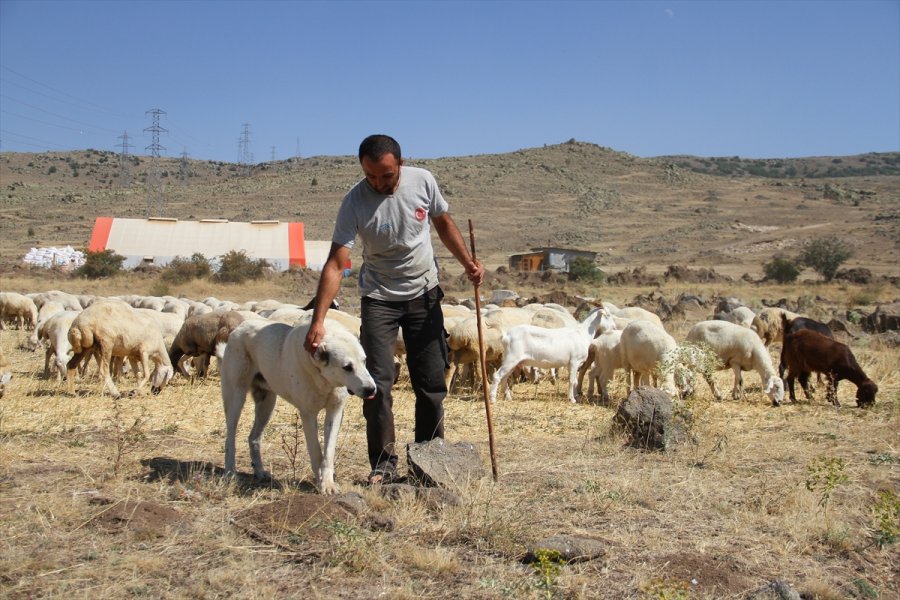 Kooperatif Kredisiyle Koyun Alıp Sürü Sahibi Oldu