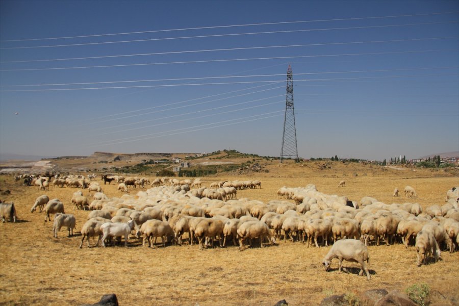 Kooperatif Kredisiyle Koyun Alıp Sürü Sahibi Oldu