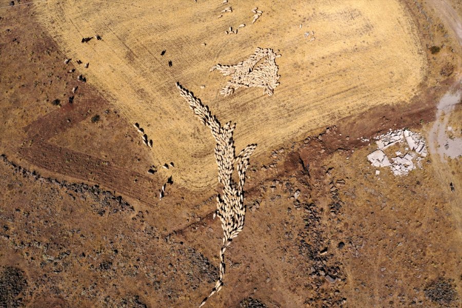 Kooperatif Kredisiyle Koyun Alıp Sürü Sahibi Oldu