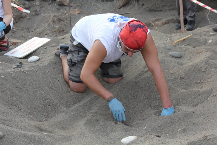 Mersin'de Deniz Kaplumbağalarının Yuvalama Alanları Temizlendi