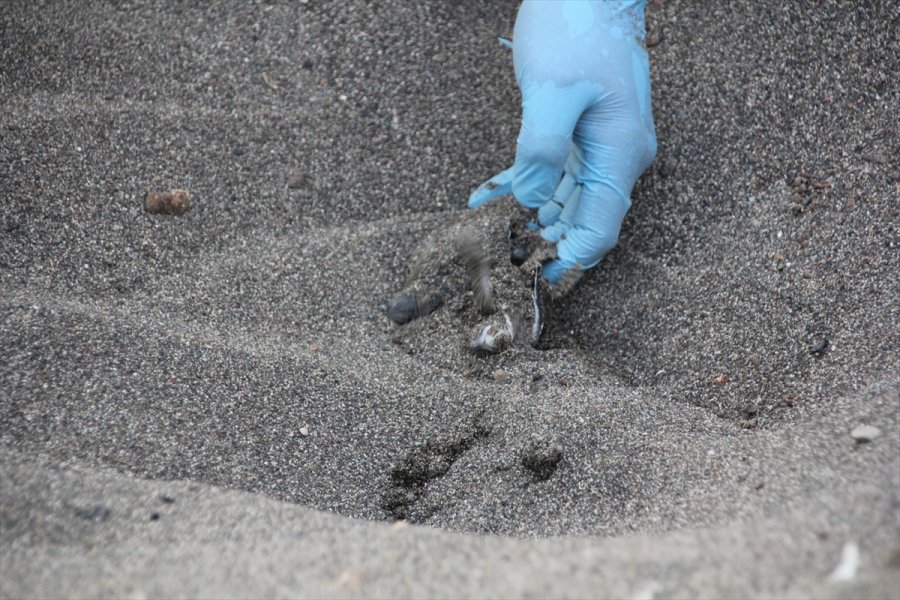 Mersin'de Deniz Kaplumbağalarının Yuvalama Alanları Temizlendi