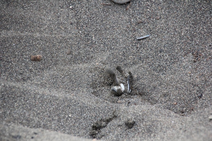 Mersin'de Deniz Kaplumbağalarının Yuvalama Alanları Temizlendi