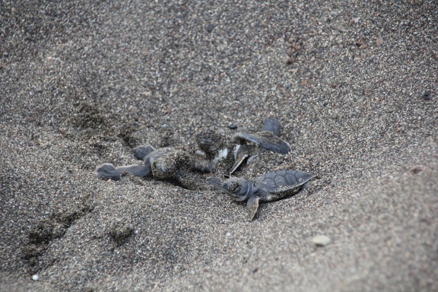 Mersin'de Deniz Kaplumbağalarının Yuvalama Alanları Temizlendi