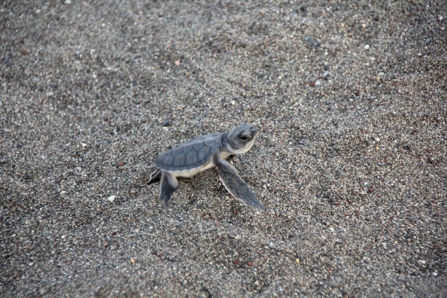 Mersin'de Deniz Kaplumbağalarının Yuvalama Alanları Temizlendi