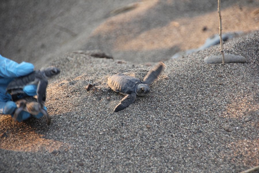 Mersin'de Deniz Kaplumbağalarının Yuvalama Alanları Temizlendi