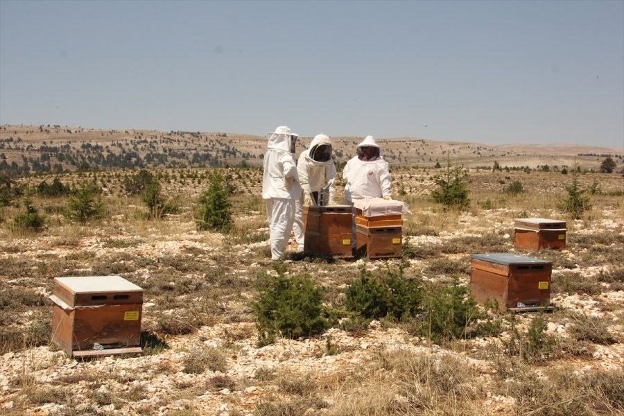 Organik Bal İçin Toros Dağlarının Zirvesindeki Mesai Sürüyor