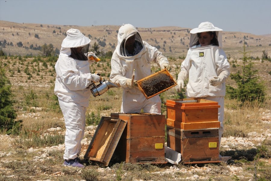 Organik Bal İçin Toros Dağlarının Zirvesindeki Mesai Sürüyor