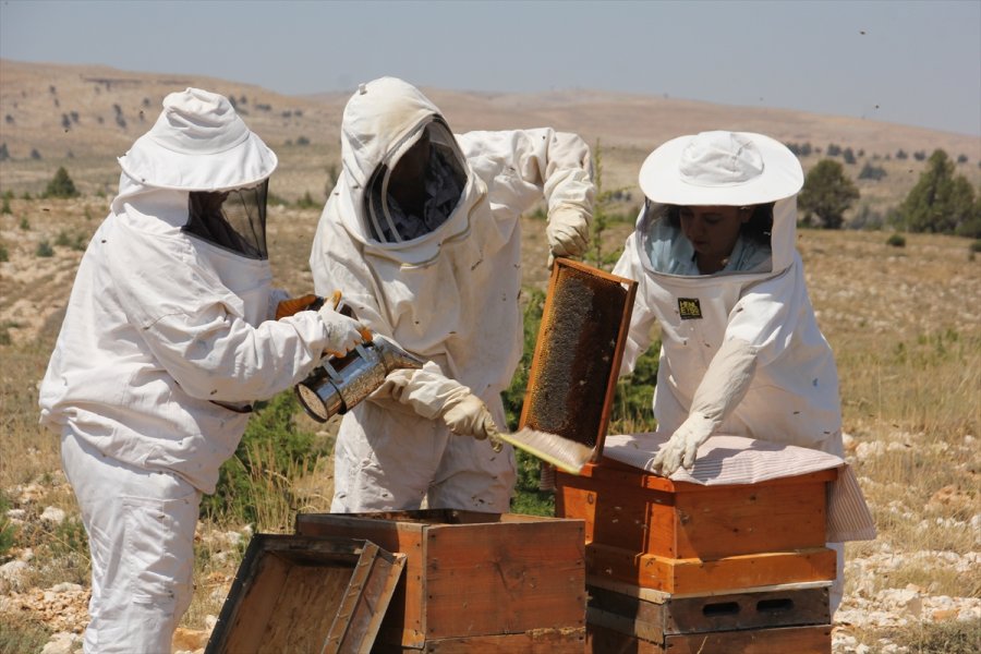 Organik Bal İçin Toros Dağlarının Zirvesindeki Mesai Sürüyor