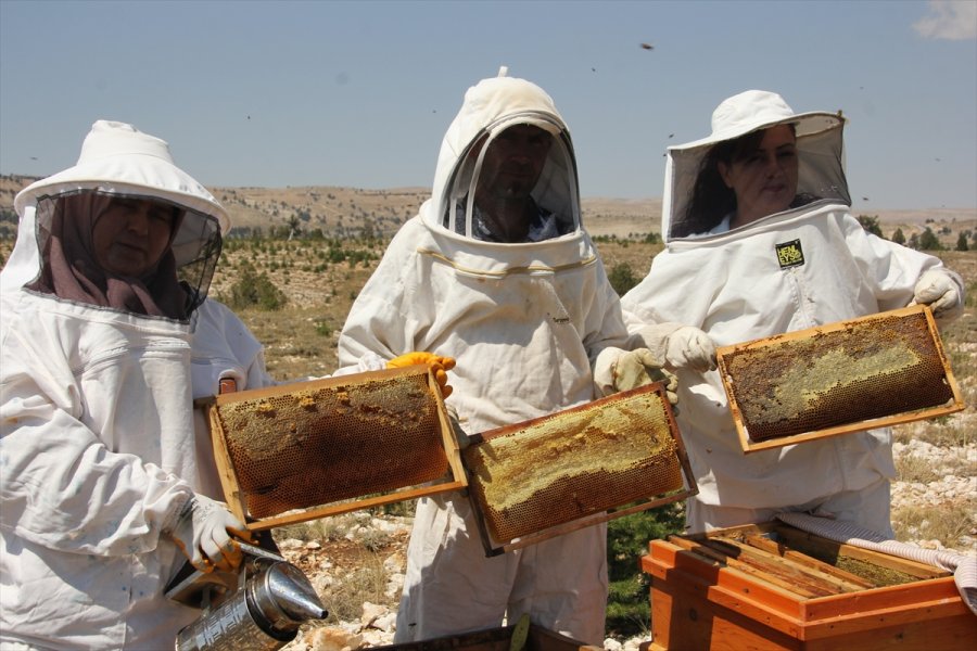 Organik Bal İçin Toros Dağlarının Zirvesindeki Mesai Sürüyor