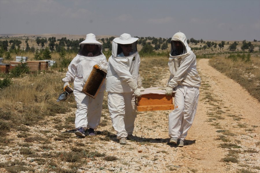 Organik Bal İçin Toros Dağlarının Zirvesindeki Mesai Sürüyor