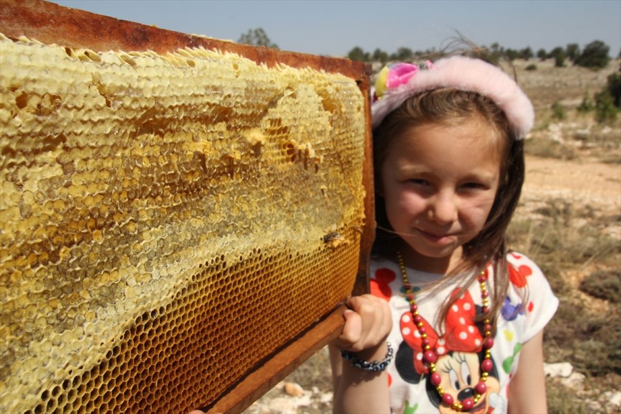 Organik Bal İçin Toros Dağlarının Zirvesindeki Mesai Sürüyor