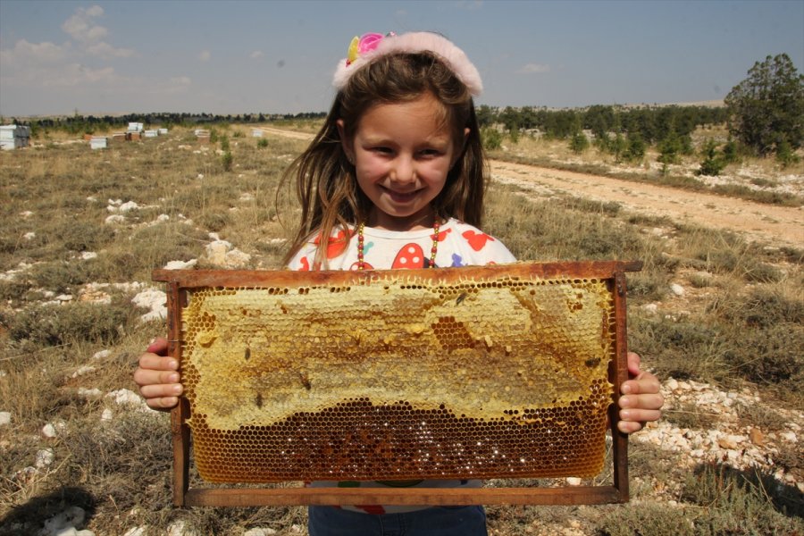 Organik Bal İçin Toros Dağlarının Zirvesindeki Mesai Sürüyor