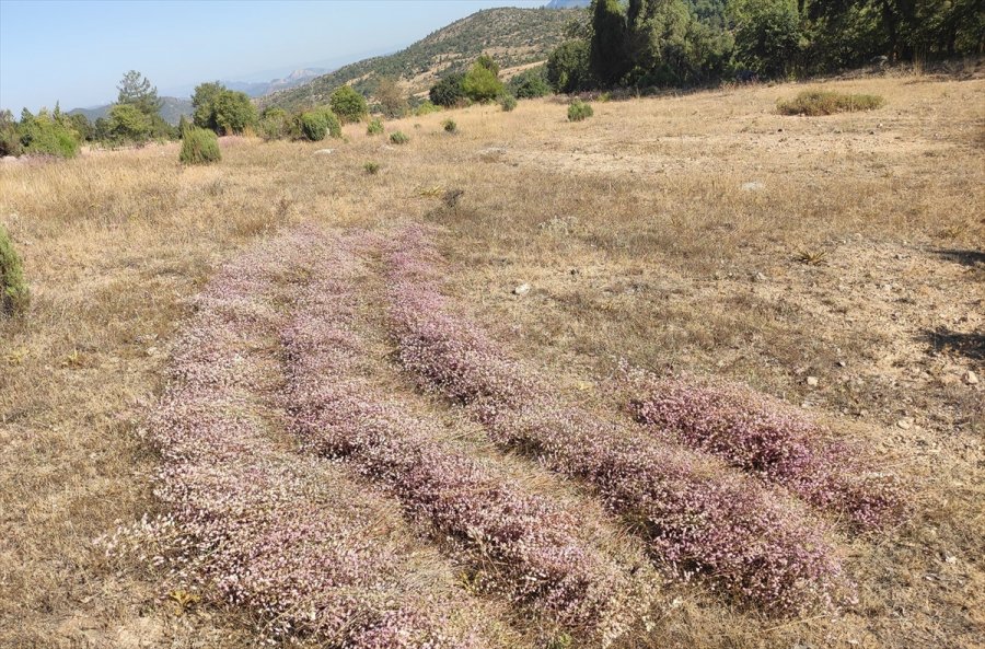 Kendiliğinden Yetişen Soğan Otu Gelir Kaynağı Oldu