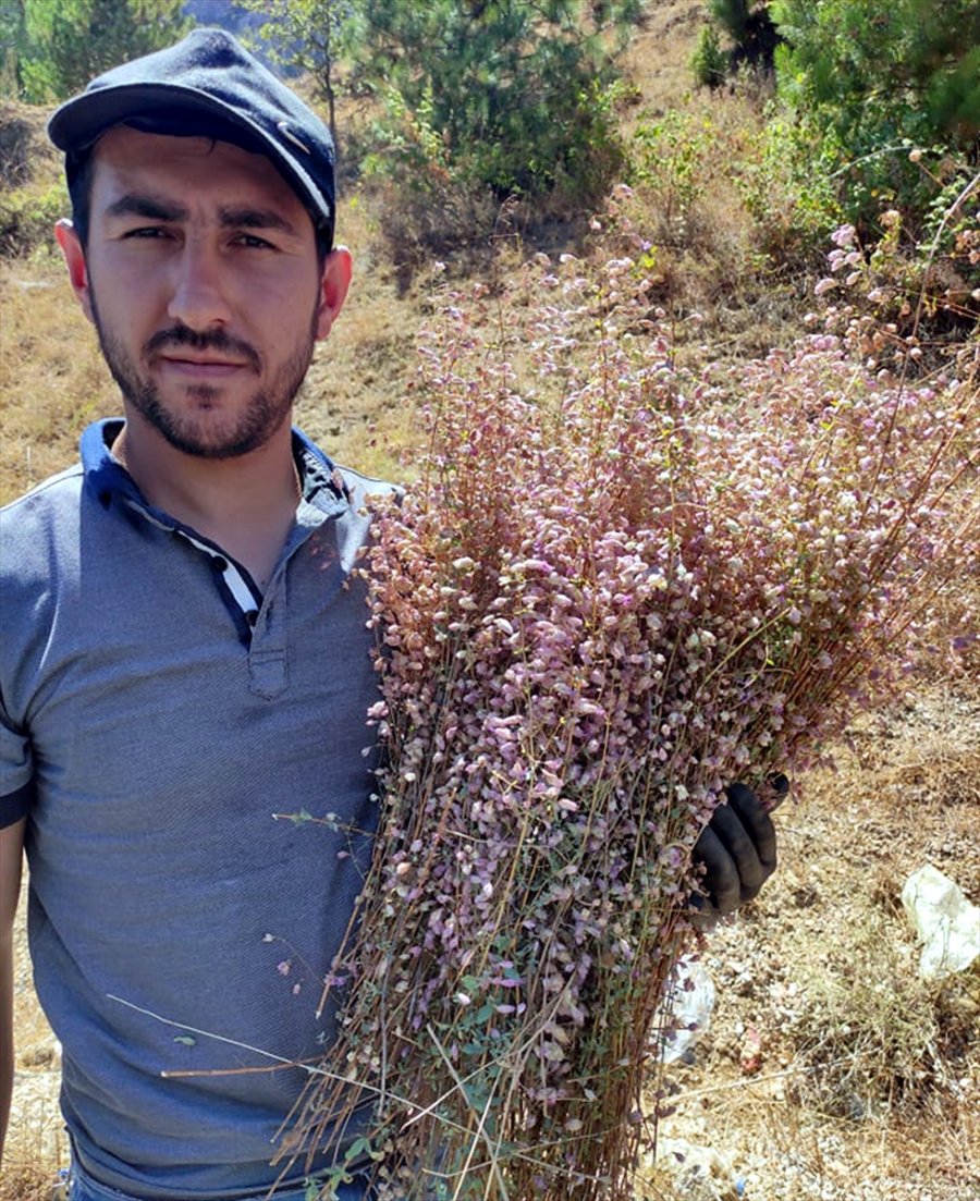 Kendiliğinden Yetişen Soğan Otu Gelir Kaynağı Oldu