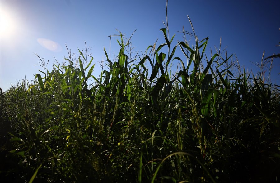 Konya Kapalı Havzası'nda 3 Milyon Ton Mısır Rekoltesi Bekleniyor