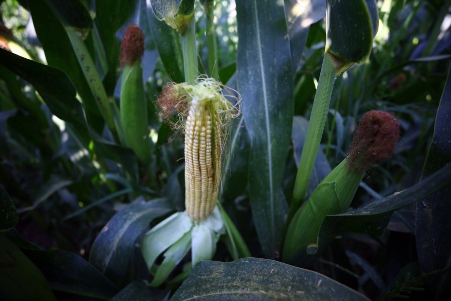 Konya Kapalı Havzası'nda 3 Milyon Ton Mısır Rekoltesi Bekleniyor