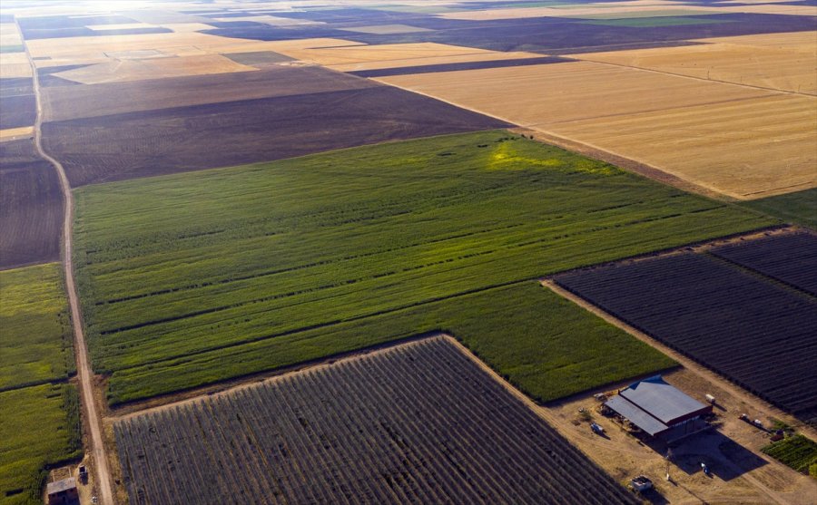 Konya Kapalı Havzası'nda 3 Milyon Ton Mısır Rekoltesi Bekleniyor