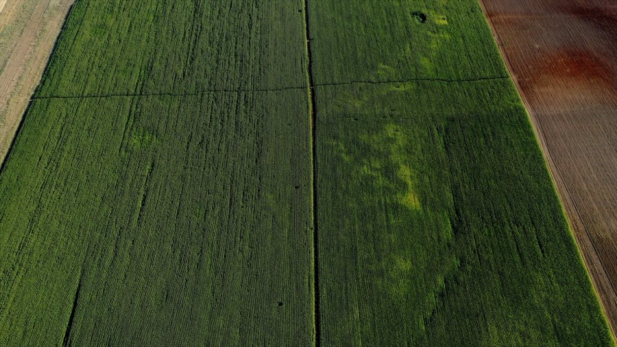 Konya Kapalı Havzası'nda 3 Milyon Ton Mısır Rekoltesi Bekleniyor