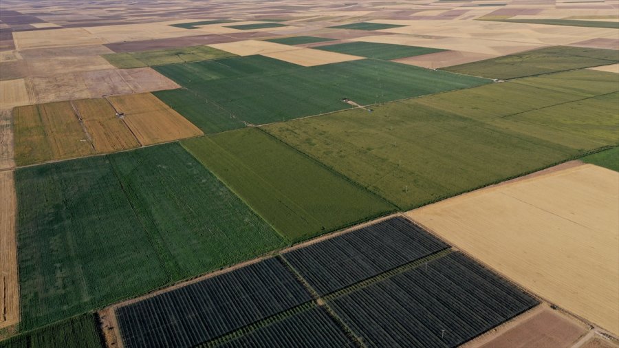 Konya Kapalı Havzası'nda 3 Milyon Ton Mısır Rekoltesi Bekleniyor