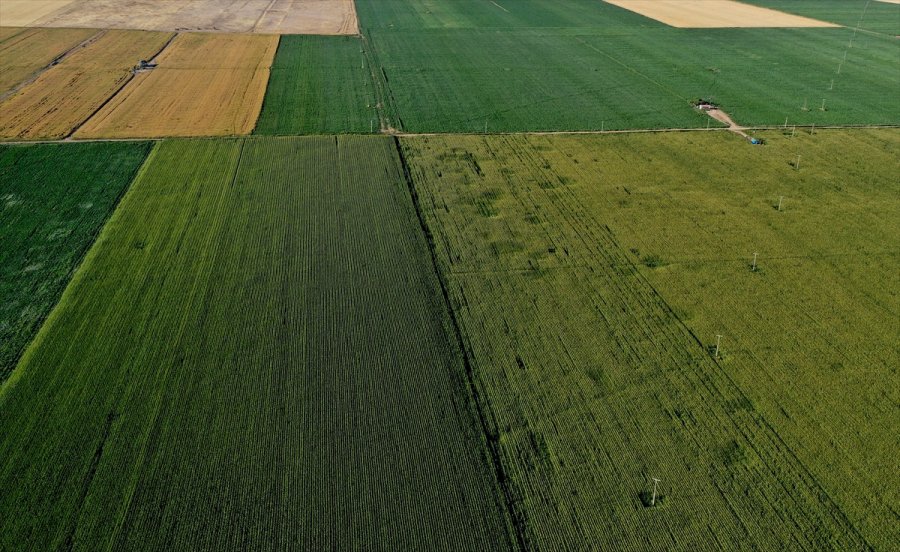 Konya Kapalı Havzası'nda 3 Milyon Ton Mısır Rekoltesi Bekleniyor