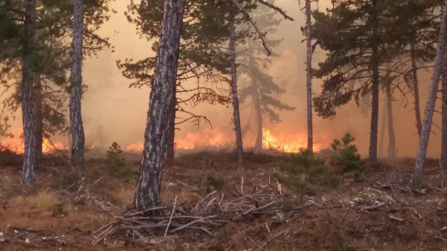 Ankara'da Çıkan Orman Yangınına Müdahale Ediliyor