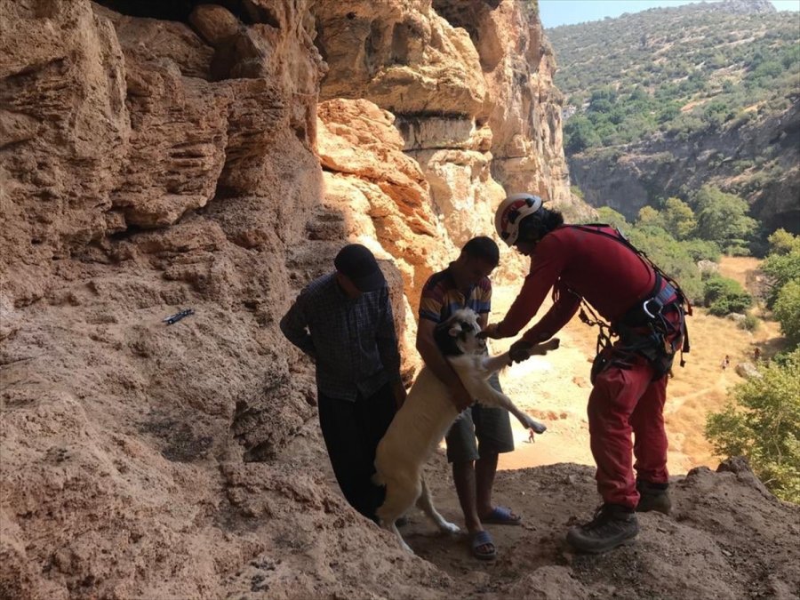 Mersin'de Yamaçta Mahsur Kalan Keçi 4 Saatte Kurtarıldı