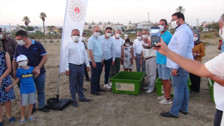 Uydu Takip Cihazı Takılan Kaplumbağalar Denize Bırakıldı