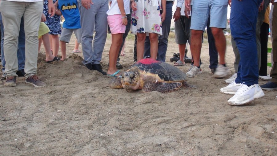 Uydu Takip Cihazı Takılan Kaplumbağalar Denize Bırakıldı